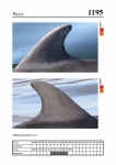 2019 East Coast Scotland Bottlenose Dolphin Photo-ID Catalogue, image ID 2125