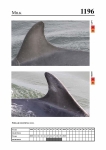 2019 East Coast Scotland Bottlenose Dolphin Photo-ID Catalogue, image ID 2126