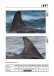 2019 East Coast Scotland Bottlenose Dolphin Photo-ID Catalogue, image ID 2127