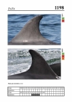 2019 East Coast Scotland Bottlenose Dolphin Photo-ID Catalogue, image ID 2128