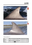 2019 East Coast Scotland Bottlenose Dolphin Photo-ID Catalogue, image ID 2129