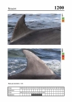 2019 East Coast Scotland Bottlenose Dolphin Photo-ID Catalogue, image ID 2130