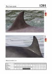 2019 East Coast Scotland Bottlenose Dolphin Photo-ID Catalogue, image ID 2131