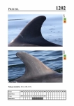 2019 East Coast Scotland Bottlenose Dolphin Photo-ID Catalogue, image ID 2132