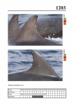 2019 East Coast Scotland Bottlenose Dolphin Photo-ID Catalogue, image ID 2133