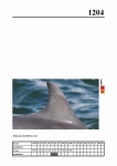 2019 East Coast Scotland Bottlenose Dolphin Photo-ID Catalogue, image ID 2134