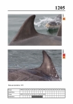 2019 East Coast Scotland Bottlenose Dolphin Photo-ID Catalogue, image ID 2135