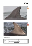 2019 East Coast Scotland Bottlenose Dolphin Photo-ID Catalogue, image ID 2136