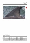 2019 East Coast Scotland Bottlenose Dolphin Photo-ID Catalogue, image ID 2137