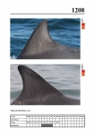 2019 East Coast Scotland Bottlenose Dolphin Photo-ID Catalogue, image ID 2138