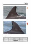 2019 East Coast Scotland Bottlenose Dolphin Photo-ID Catalogue, image ID 2139