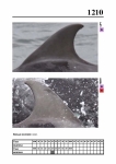 2019 East Coast Scotland Bottlenose Dolphin Photo-ID Catalogue, image ID 2140