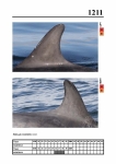 2019 East Coast Scotland Bottlenose Dolphin Photo-ID Catalogue, image ID 2141