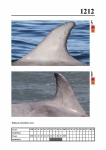 2019 East Coast Scotland Bottlenose Dolphin Photo-ID Catalogue, image ID 2142