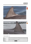 2019 East Coast Scotland Bottlenose Dolphin Photo-ID Catalogue, image ID 2143