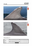 2019 East Coast Scotland Bottlenose Dolphin Photo-ID Catalogue, image ID 2144