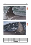 2019 East Coast Scotland Bottlenose Dolphin Photo-ID Catalogue, image ID 2145