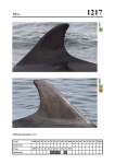 2019 East Coast Scotland Bottlenose Dolphin Photo-ID Catalogue, image ID 2146
