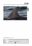2019 East Coast Scotland Bottlenose Dolphin Photo-ID Catalogue, image ID 2147