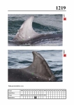 2019 East Coast Scotland Bottlenose Dolphin Photo-ID Catalogue, image ID 2148