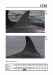 2019 East Coast Scotland Bottlenose Dolphin Photo-ID Catalogue, image ID 2149