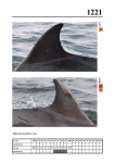 2019 East Coast Scotland Bottlenose Dolphin Photo-ID Catalogue, image ID 2150