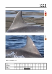 2019 East Coast Scotland Bottlenose Dolphin Photo-ID Catalogue, image ID 2151