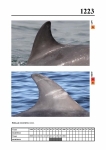 2019 East Coast Scotland Bottlenose Dolphin Photo-ID Catalogue, image ID 2152