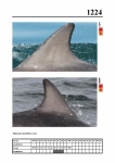 2019 East Coast Scotland Bottlenose Dolphin Photo-ID Catalogue, image ID 2153