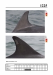 2019 East Coast Scotland Bottlenose Dolphin Photo-ID Catalogue, image ID 2154