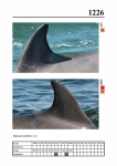 2019 East Coast Scotland Bottlenose Dolphin Photo-ID Catalogue, image ID 2155