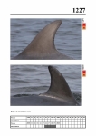 2019 East Coast Scotland Bottlenose Dolphin Photo-ID Catalogue, image ID 2156