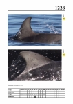 2019 East Coast Scotland Bottlenose Dolphin Photo-ID Catalogue, image ID 2157