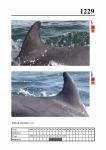 2019 East Coast Scotland Bottlenose Dolphin Photo-ID Catalogue, image ID 2158