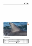 2019 East Coast Scotland Bottlenose Dolphin Photo-ID Catalogue, image ID 2159