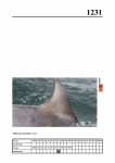 2019 East Coast Scotland Bottlenose Dolphin Photo-ID Catalogue, image ID 2160