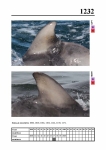 2019 East Coast Scotland Bottlenose Dolphin Photo-ID Catalogue, image ID 2161