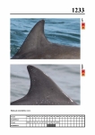 2019 East Coast Scotland Bottlenose Dolphin Photo-ID Catalogue, image ID 2162