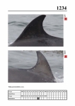 2019 East Coast Scotland Bottlenose Dolphin Photo-ID Catalogue, image ID 2163