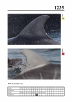 2019 East Coast Scotland Bottlenose Dolphin Photo-ID Catalogue, image ID 2164