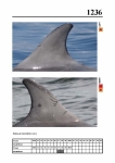 2019 East Coast Scotland Bottlenose Dolphin Photo-ID Catalogue, image ID 2165