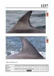 2019 East Coast Scotland Bottlenose Dolphin Photo-ID Catalogue, image ID 2166