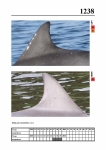 2019 East Coast Scotland Bottlenose Dolphin Photo-ID Catalogue, image ID 2167