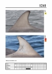 2019 East Coast Scotland Bottlenose Dolphin Photo-ID Catalogue, image ID 2169