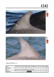 2019 East Coast Scotland Bottlenose Dolphin Photo-ID Catalogue, image ID 2170