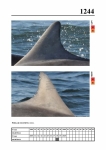 2019 East Coast Scotland Bottlenose Dolphin Photo-ID Catalogue, image ID 2172