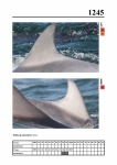 2019 East Coast Scotland Bottlenose Dolphin Photo-ID Catalogue, image ID 2173