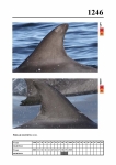 2019 East Coast Scotland Bottlenose Dolphin Photo-ID Catalogue, image ID 2174