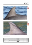 2019 East Coast Scotland Bottlenose Dolphin Photo-ID Catalogue, image ID 2175