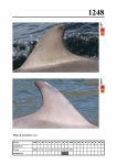 2019 East Coast Scotland Bottlenose Dolphin Photo-ID Catalogue, image ID 2176
